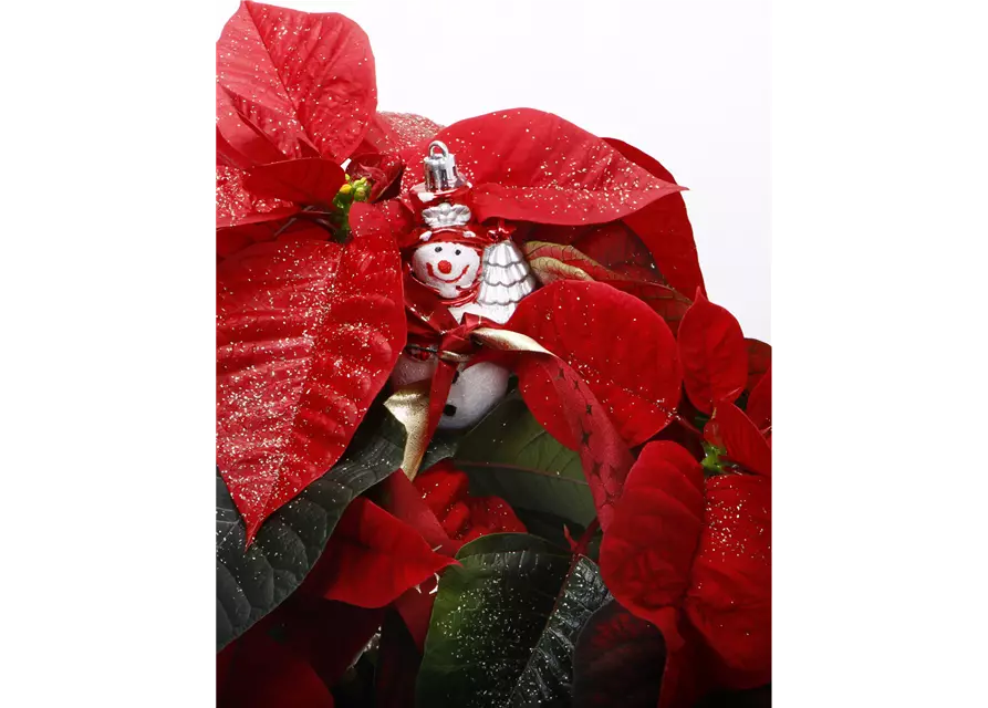 Roter Weihnachtsstern + Figur