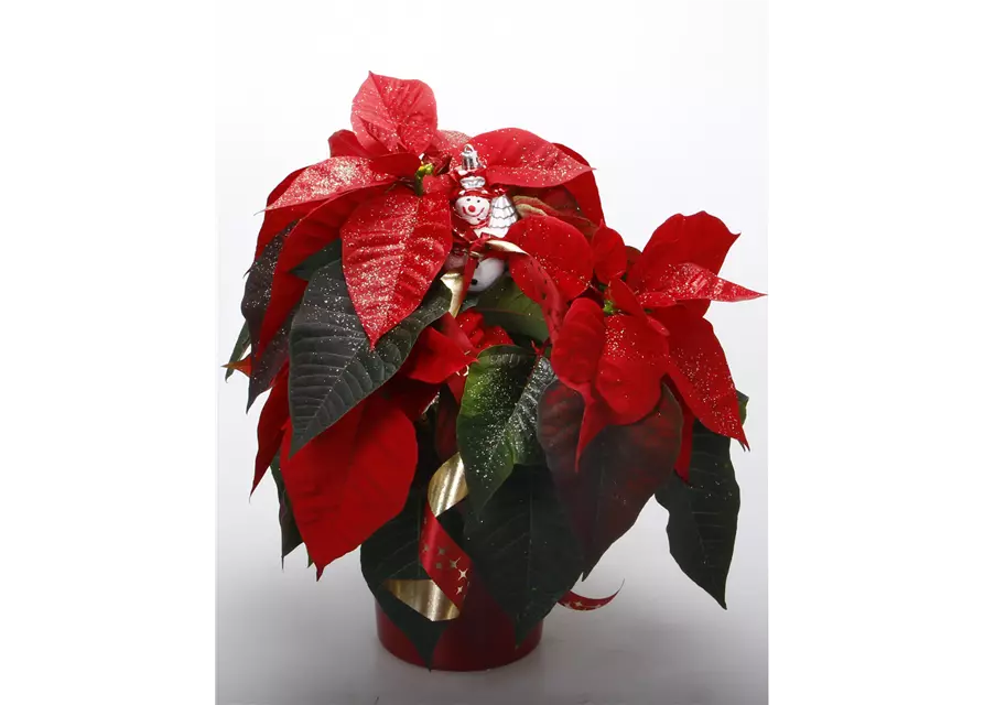 Roter Weihnachtsstern + Figur