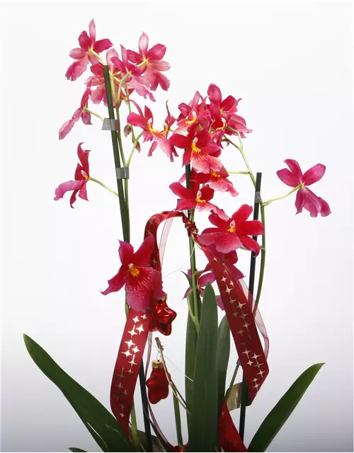 Weihnachtlich dekorierte Orchidee