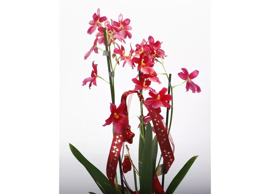 Weihnachtlich dekorierte Orchidee