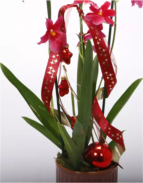 Weihnachtlich dekorierte Orchidee