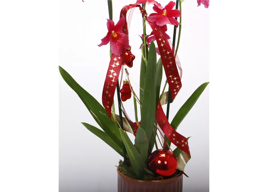 Weihnachtlich dekorierte Orchidee
