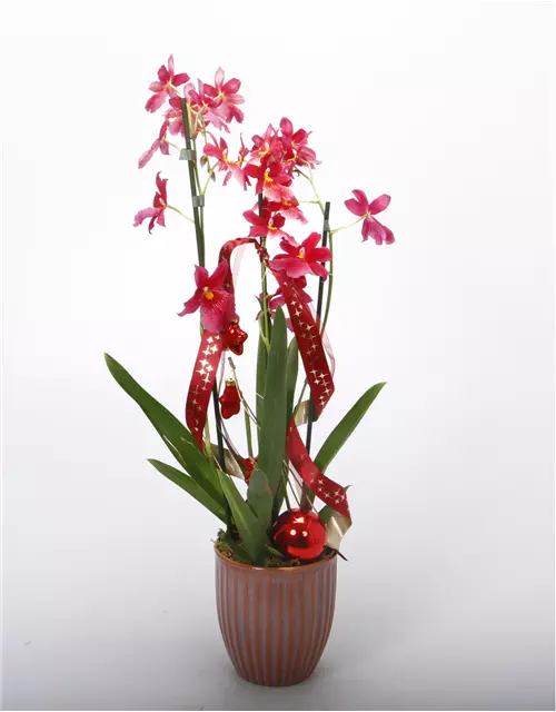 Weihnachtlich dekorierte Orchidee