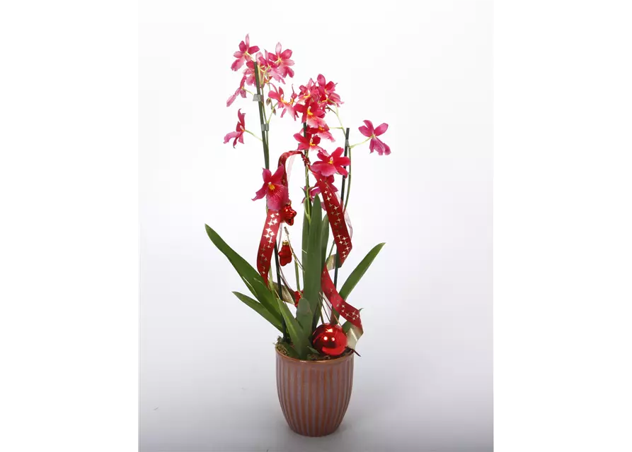 Weihnachtlich dekorierte Orchidee