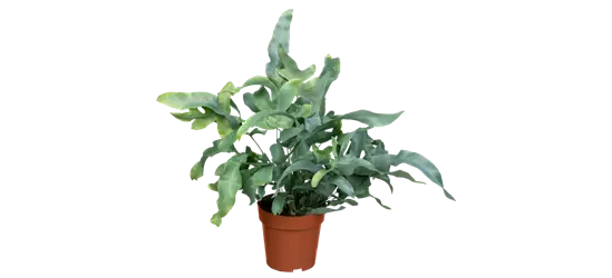 Blaufarn 'Blue Star'