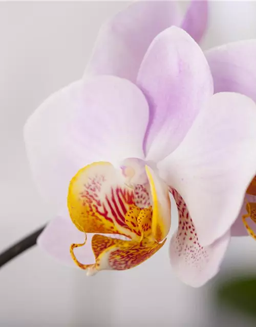 Orchidee lila special