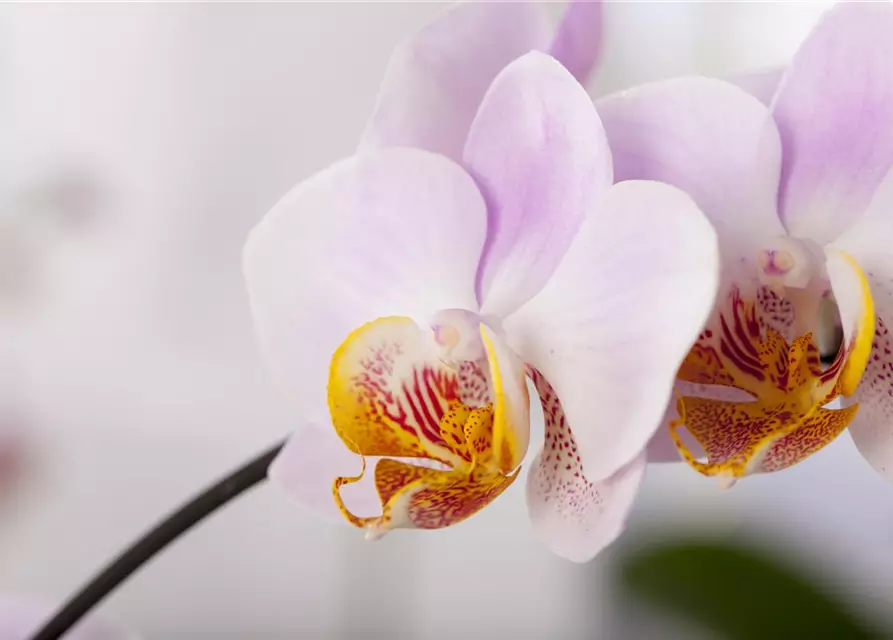 Orchidee lila special