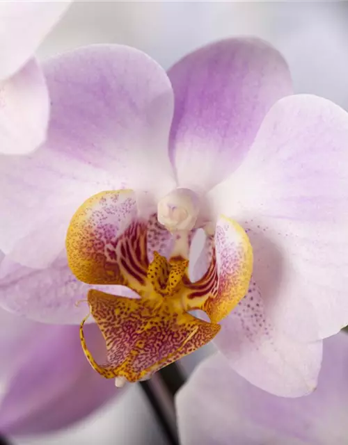 Orchidee lila special