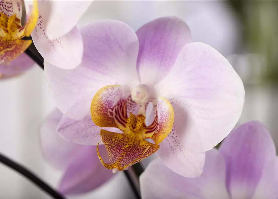 Orchidee lila special