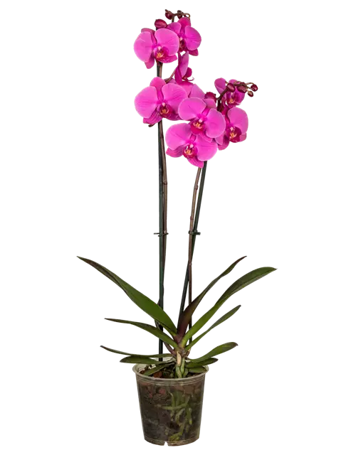 Orchidee lila