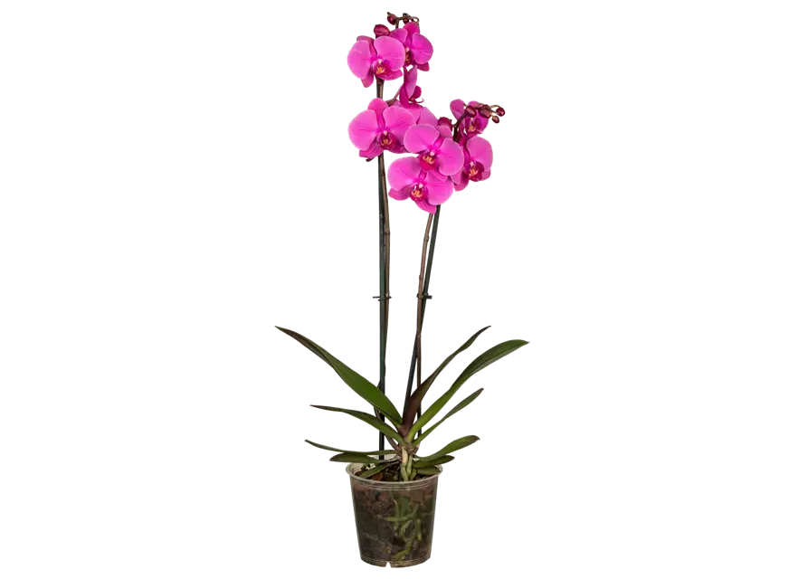 Orchidee lila