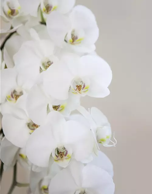 Orchidee weiß