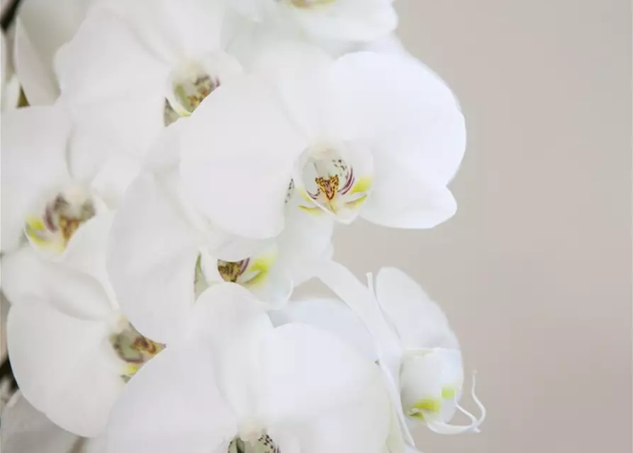Orchidee weiß