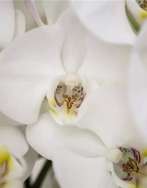 Orchidee Bogen weiß