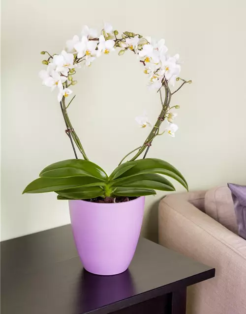 Orchidee Bogen weiß