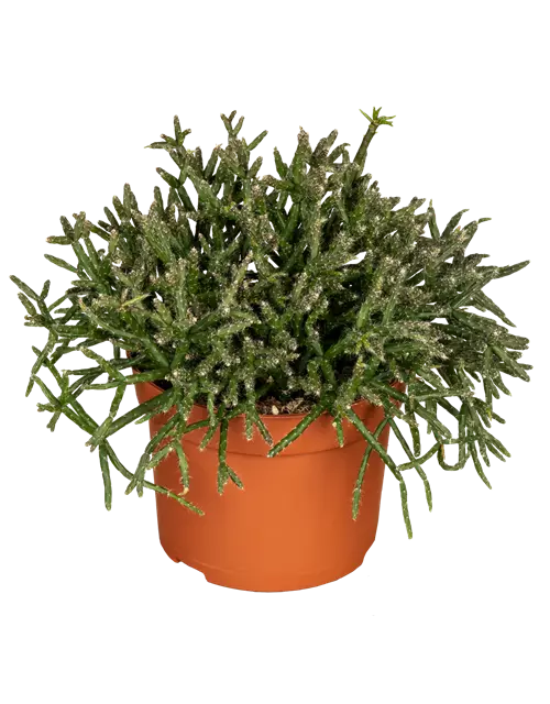 Binsenkaktus