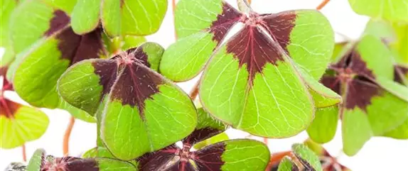 Glücksklee – bringt nicht nur zu Silvester Glück