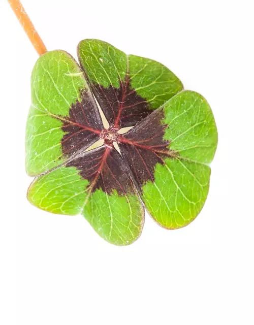 Glücksklee, 9 cm Topf