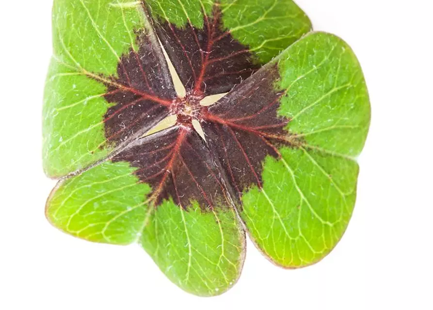 Glücksklee, 9 cm Topf
