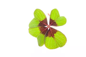 Glücksklee – bringt nicht nur zu Silvester Glück