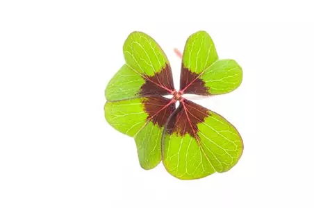 Glücksklee – bringt nicht nur zu Silvester Glück