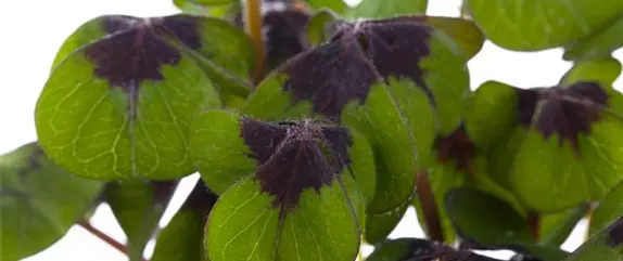 Glücksklee – bringt nicht nur zu Silvester Glück