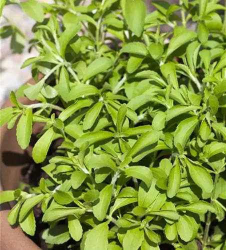 Stevia rebaudiana