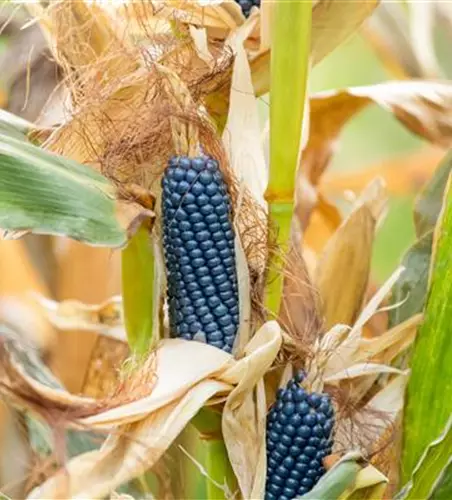 Zea mays, blau