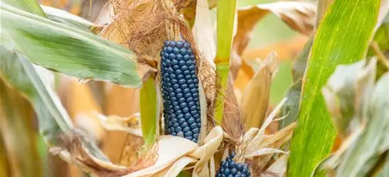 Zea mays, blau