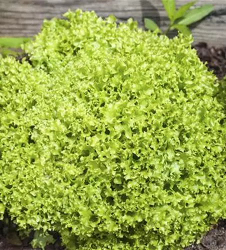 Lactuca sativa var. crispa