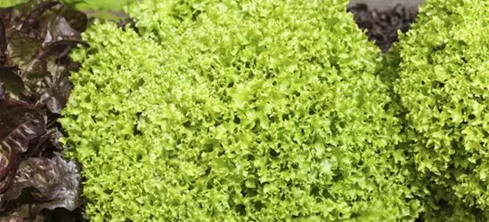 Lactuca sativa var. crispa