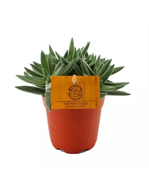 Crassula Tenelli ® – Sardinie Siesta 
