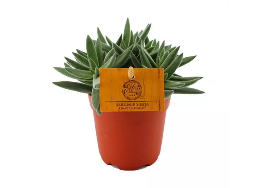 Crassula Tenelli ® – Sardinie Siesta 