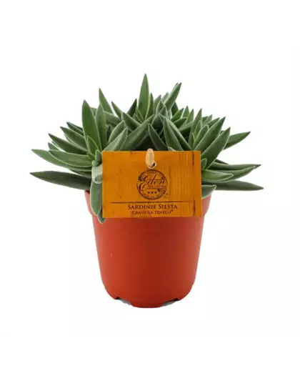 Crassula Tenelli ® – Sardinie Siesta 