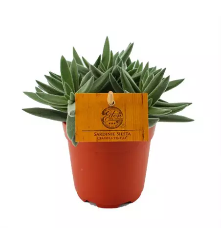 Crassula Tenelli ® – Sardinie Siesta 