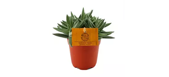 Crassula Tenelli ® – Sardinie Siesta 