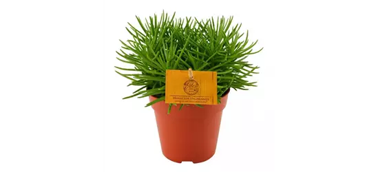 Greiskraut 'Himalaya', 10,5 cm Topf