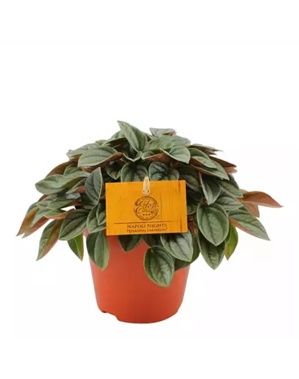 Peperomia 'Napoli Nights' 