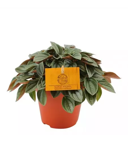 Peperomia 'Napoli Nights' 