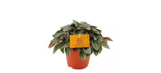 Peperomia 'Napoli Nights' 