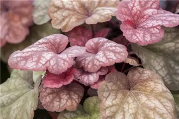 DAS PURPURGLöCKCHEN IM STAUDENBEET