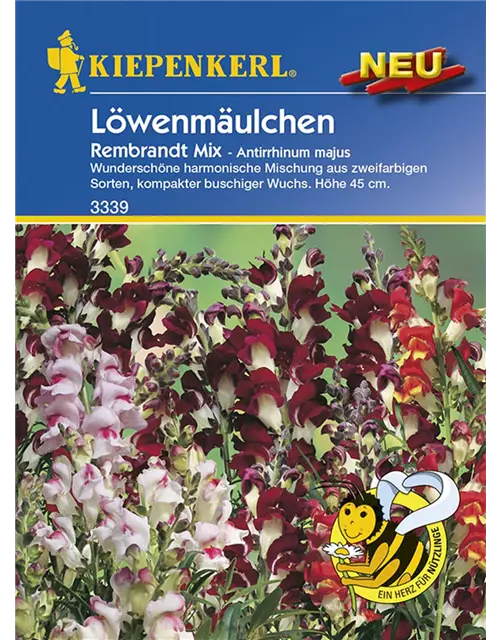 Löwenmäulchen Rembrandt Mix