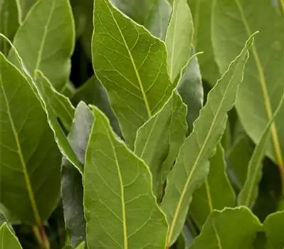 Laurus nobilis Laurus nobilis