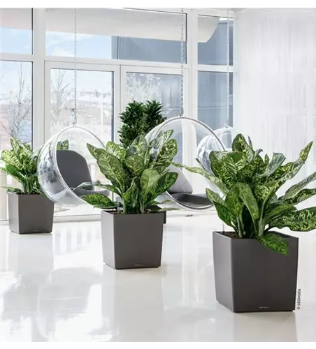 LECHUZA CUBE Premium 50  LECHUZA CUBE Premium 50