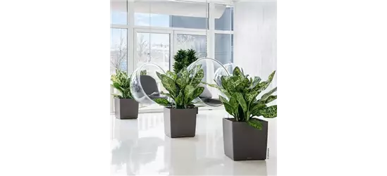 LECHUZA CUBE Premium 50  LECHUZA CUBE Premium 50