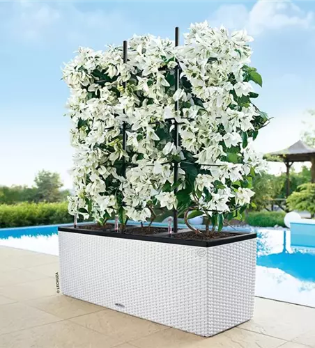 LECHUZA TRIO Cottage 40  LECHUZA TRIO Cottage 40