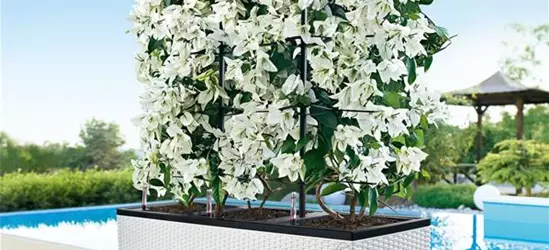 LECHUZA TRIO Cottage 40  LECHUZA TRIO Cottage 40