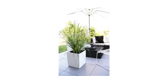 LECHUZA CUBE Premium 50 