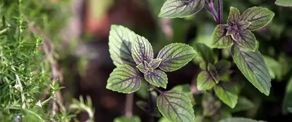 Die Schoko-Minze: Schokolade für den Garten