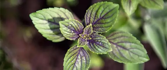 Die Schoko-Minze: Schokolade für den Garten